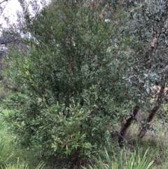 Hakea salicifolia at Belconnen, ACT - 31 Mar 2022 10:29 AM