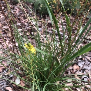 Bulbine sp. at Belconnen, ACT - 31 Mar 2022 10:27 AM