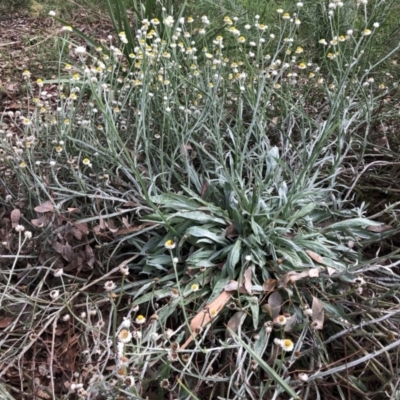 Ammobium alatum (Winged Everlasting) at Emu Creek - 31 Mar 2022 by JohnGiacon