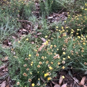 Coronidium sp. at Belconnen, ACT - 31 Mar 2022