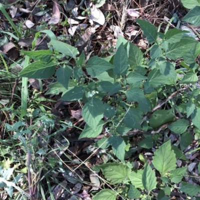 Solanum nigrum (Black Nightshade) at Belconnen, ACT - 31 Mar 2022 by JohnGiacon