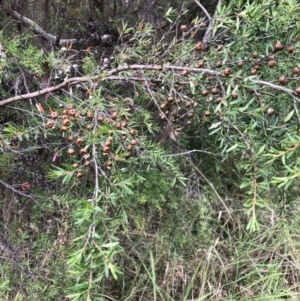 Leptospermum sp. at Bruce, ACT - 28 Mar 2022 01:10 PM