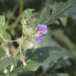 Solanum cinereum at Coree, ACT - 16 Feb 2022