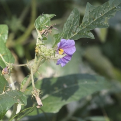 Solanum cinereum (Narrawa Burr) at Coree, ACT - 16 Feb 2022 by AlisonMilton