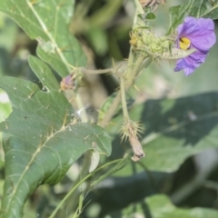 Solanum cinereum at Coree, ACT - 16 Feb 2022