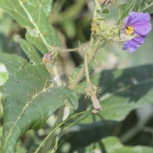 Solanum cinereum at Coree, ACT - 16 Feb 2022