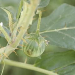 Solanum cinereum at Coree, ACT - 16 Feb 2022