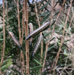 Pterygophorus cinctus (Bottlebrush sawfly) at Emu Creek - 19 Mar 2022 by jgiacon