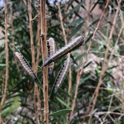 Pterygophorus cinctus (Bottlebrush sawfly) at Emu Creek - 19 Mar 2022 by jgiacon