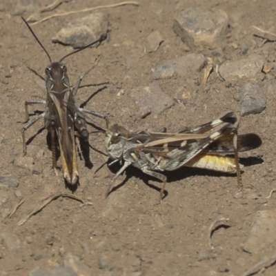 Oedaleus australis (Australian Oedaleus) at Coree, ACT - 16 Feb 2022 by AlisonMilton