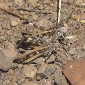 Oedaleus australis at Coree, ACT - 16 Feb 2022