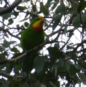 Polytelis swainsonii at Belconnen, ACT - suppressed