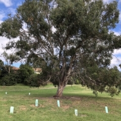 Eucalyptus rubida subsp. rubida (Candlebark) at Belconnen, ACT - 31 Mar 2022 by JohnGiacon