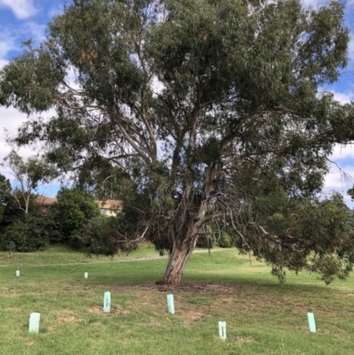 Eucalyptus rubida subsp. rubida (Candlebark) at Belconnen, ACT - 31 Mar 2022 by JohnGiacon