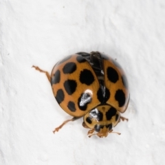 Harmonia conformis at Melba, ACT - 7 Feb 2022 09:59 PM