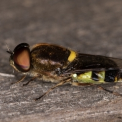 Odontomyia hunteri at Melba, ACT - 7 Feb 2022