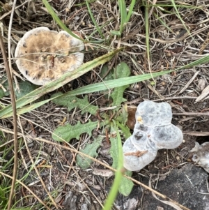 Sanguinoderma rude at Murrumbateman, NSW - 2 Apr 2022