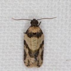 Clarana clarana (A Tortricid moth) at Melba, ACT - 7 Feb 2022 by kasiaaus