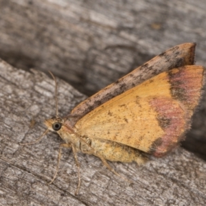 Chrysolarentia mecynata at Melba, ACT - 8 Feb 2022