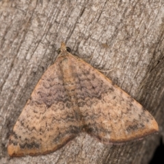 Chrysolarentia mecynata at Melba, ACT - 8 Feb 2022