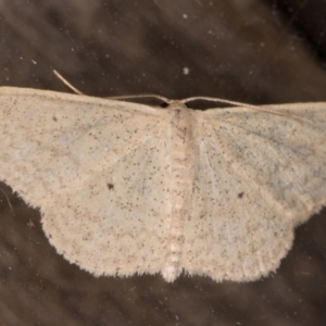 Scopula optivata at Melba, ACT - 8 Feb 2022 11:18 PM