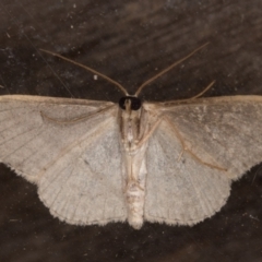 Scopula optivata at Melba, ACT - 8 Feb 2022