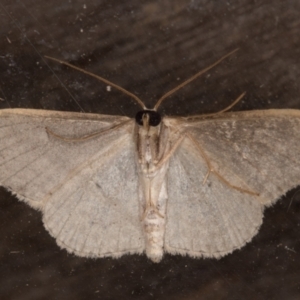 Scopula optivata at Melba, ACT - 8 Feb 2022