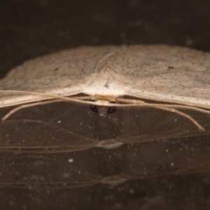 Scopula optivata at Melba, ACT - 8 Feb 2022 11:18 PM