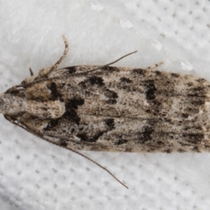 Ardozyga (genus) at Melba, ACT - 8 Feb 2022 11:21 PM