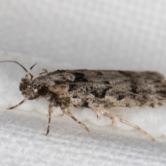 Ardozyga (genus) at Melba, ACT - 8 Feb 2022 11:21 PM