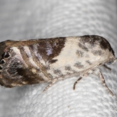 Eupselia carpocapsella (Common Eupselia Moth) at Melba, ACT - 8 Feb 2022 by kasiaaus
