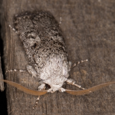Cryptophasa irrorata (A Gelechioid moth (Xyloryctidae)) at Melba, ACT - 8 Feb 2022 by kasiaaus