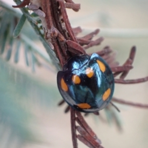 Orcus australasiae at Murrumbateman, NSW - 2 Apr 2022 12:22 PM