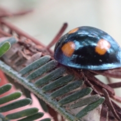 Orcus australasiae at Murrumbateman, NSW - 2 Apr 2022 12:22 PM