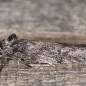 Oenochroa and Artiastis (genera) at Melba, ACT - 9 Feb 2022