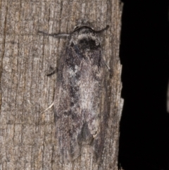 Oenochroa and Artiastis (genera) at Melba, ACT - 9 Feb 2022 10:59 PM