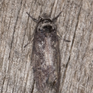 Oenochroa and Artiastis (genera) at Melba, ACT - 9 Feb 2022 10:59 PM