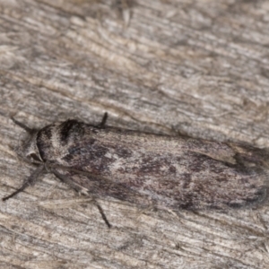 Oenochroa and Artiastis (genera) at Melba, ACT - 9 Feb 2022 10:59 PM