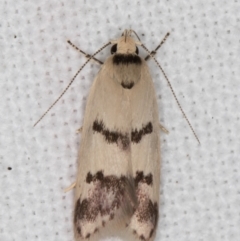 Compsotropha strophiella (A Concealer moth) at Melba, ACT - 8 Feb 2022 by kasiaaus