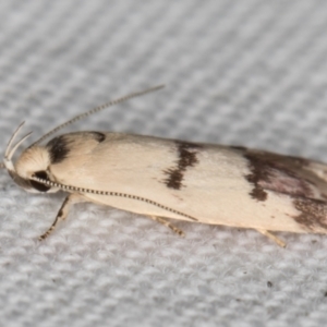 Compsotropha strophiella at Melba, ACT - 8 Feb 2022