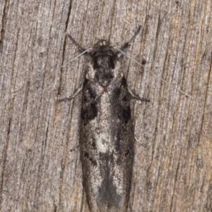 Oenochroa lactella at Melba, ACT - 9 Feb 2022