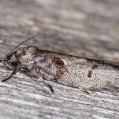 Oenochroa lactella at Melba, ACT - 9 Feb 2022