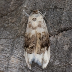 Piloprepes antidoxa (A concealer moth) at Melba, ACT - 9 Feb 2022 by kasiaaus