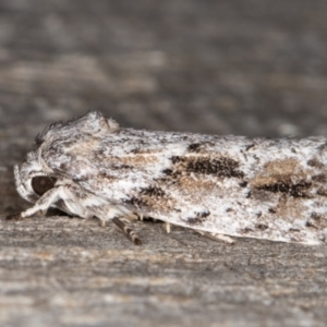 Agriophara confertella at Melba, ACT - 9 Feb 2022 11:00 PM