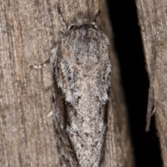 Agriophara confertella at Melba, ACT - 9 Feb 2022 11:00 PM