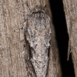 Agriophara confertella at Melba, ACT - 9 Feb 2022