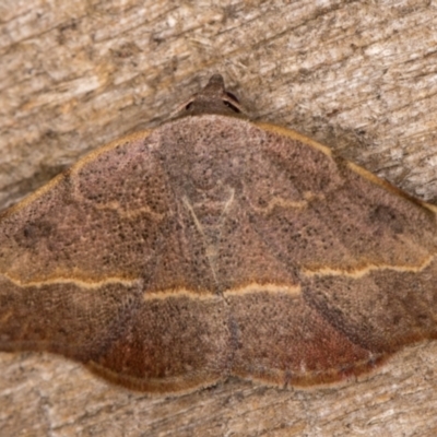 Sophta concavata (Varied Hookwing) at Melba, ACT - 9 Feb 2022 by kasiaaus