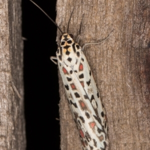 Utetheisa pulchelloides at Melba, ACT - 9 Feb 2022 11:04 PM