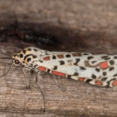 Utetheisa pulchelloides at Melba, ACT - 9 Feb 2022 11:04 PM