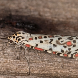 Utetheisa pulchelloides at Melba, ACT - 9 Feb 2022 11:04 PM